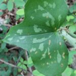 The leaves of Smilax bona-nox, a greenbriar in Oklahoma, are variegated.