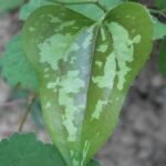 The leaves of Smilax bona-nox, a greenbriar in Oklahoma, are variegated.