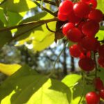 Crimson fruits of Smilax rotundifolia, a greenbriar in Oklahoma.