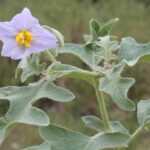 A nightshade (Solanum) flower in Oklahoma.