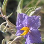 A nightshade (Solanum) flower in Oklahoma.