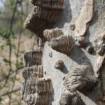 Sugarberry (Celtis laevigata) bark has thick ridges of layers of cork.