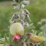 A Tephrosia flower in a prairie remnant in southern Oklahoma.