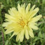 A Tragopogon (goatsbeard) flower in Oklahoma. The "flower" consists of a couple of dozen ligulate (ray) flowers constricted into one head.
