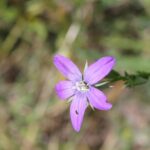 A Triodanis (Venus looking-glass) flower in Oklahoma.