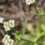 A valerian flower in Oklahoma.