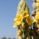 Verbascum thapsis (mullein) in a weedy field in northeastern Oklahoma.