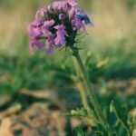 A verbena in Oklahoma.