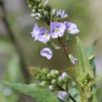 A speedwell (genus Veronica) in Oklahoma. What appears to be four petals is actually five, with two of them fused.