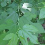 A mustang grape, Vitis mustangensis, has deeply lobed leaves that are densely hairy on the underside, in comparison with other grape species in Oklahoma.