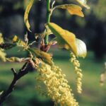 Male catkins and baby acorns on a water oak (Quercus nigra) in Oklahoma.