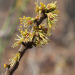 Zanthoxylum americanum from a cross-timbers deciduous forest in northeastern Oklahoma.