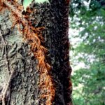 Virginia creeper (Parthenocissus quinquefolia) uses adventitious roots to cling to a tree trunk as it climbs.