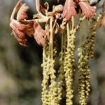 Young leaves and male catkins of blackjack oak (Quercus marilandica) in Oklahoma.