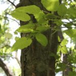 Carpinus caroliniana (American hornbeam) in a lowland forest of eastern Oklahoma.