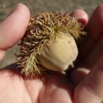 Acorn of a bur oak, Quercus macrocarpa, near the Blue River in Oklahoma.