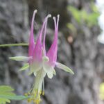 A columbine (genus Aquilegia) in a maple forest in northeastern Oklahoma. The forest remains cool and humid because large cliffs toward the south shade it from direct sunlight.