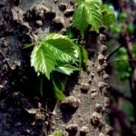 Young leaves of Virginia creeper on sugarberry bark, Oklahoma.