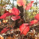 Leaves of aromatic sumac (Rhus aromatica) turn bright red in autumn in this Oklahoma deciduous forest.
