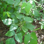 Poison ivy (Toxicodendron radicans) in bloom, a deciduous forest in Oklahoma.