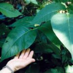 Poison ivy (Toxicodendron radicans) can grow very large leaves in the forests of eastern Oklahoma. The plants out in bright sunlight have smaller leaflets.
