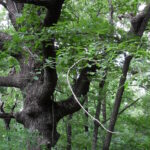 A gigantic post oak (Quercus stellata) trunk in a cross-timbers deciduous forest in Oklahoma.