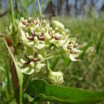 Green milkweed (Asclepias viridis) in a field in Oklahoma.