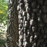 Comparison of bark of sugarberry (Celtis laevigata, background) and persimmon (Diospyros virginiana, foreground) in Oklahoma.