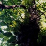 Gleditsia triacanthos (honey locust) with thorns in a forest in Oklahoma.