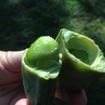 Gymnocladus dioicus is the Kentucky coffee-tree. The female trees produce legminous fruits with big seeds. The seeds, brown when mature, may have been used as game pieces by Native Americans, who carried them across the continent. When seeds got lost, a new grove of Gymnocladus would begin.