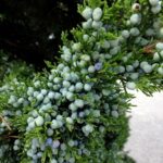 Berries (actually fleshy female cones) on a red cedar (Juniperus virginiana) in Oklahoma. Junipers have separate male (small brown cones) and female (fleshy bluish green cones) plants.
