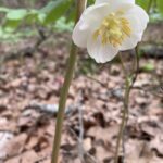 Spring flowers of mayapple (Podophyllum peltatum) face the ground. Big white flower.