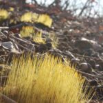 Moss sporophytes (diploid) emerge from the haploid gametophytes on the floor of a deciduous forest (not yet leafed out) in Oklahoma.