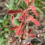 New leaves of black oak (Quercus velutina) in Oklahoma. Red leaves.