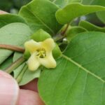 Flower of a female persimmon (Diospyros virginiana) tree in Oklahoma.