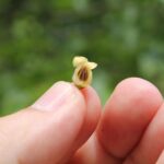 Flower of a male persimmon (Diospyros virginiana) tree in Oklahoma.