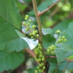Berries of poison ivy (Toxicodendron radicans) in a forest in Oklahoma.