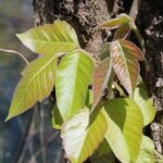 Young poison ivy leaves (Toxicodendron radicans) have a reddish cast and are shiny.