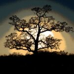 Special effects photo of a sunset behind a post oak tree in Oklahoma. Photo by Stan Rice.