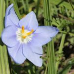 A wildflower in a prairie remnant in Oklahoma, in the iris family. The three, rather than six, stamens distinguish it from the lily family.
