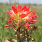 Flowers of Indian paintbrush (genus Castilleja) in a field in Oklahoma. The flowers are green, down inside the red bracts. It is the bracts that attract the pollinators.