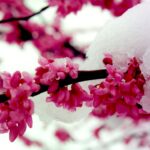 A late spring snowstorm has covered the pink flowers of redbud (Cercis canadensis) in northern Oklahoma.