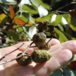 Female "cones" of a seaside alder (Alnus maritima) in south-central Oklahoma. The Oklahoma subspecies grows only in a small area on the Blue River and nearby creeks. Photo by Stan Rice.