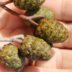 Female "cones" of a seaside alder (Alnus maritima) in south-central Oklahoma. The Oklahoma subspecies grows only in a small area on the Blue River and nearby creeks. Photo by Stan Rice.