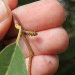 Young female "cone" of a seaside alder (Alnus maritima) in south-central Oklahoma. The Oklahoma subspecies grows only in a small area on the Blue River and nearby creeks.