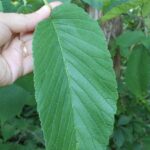 The slippery elm (Ulmus rubra) in Oklahoma have leaves much larger than most elms. Notice the uneven leaf bases. The name comes from the mucilage underneath the epidermis of young stems.