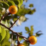 Soapberry (Sapindus drummondii) fruits in Oklahoma.