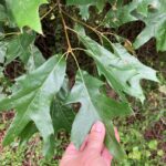 A southern red oak (Quercus falcata) in a wet area of south central Oklahoma.
