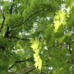 Sugar maple (Acer saccharum) in northeast Oklahoma. Near the southwestern edge of its distribution range, sugar maples can grow only in shady, humid microclimates, such as the north side of cliffs, as in Redbud Valley near Tulsa.