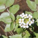 A floating watercress plant (Nasturtium officinale) in the Blue River of south central Oklahoma. Watercress grows widely in the Northern hemisphere.